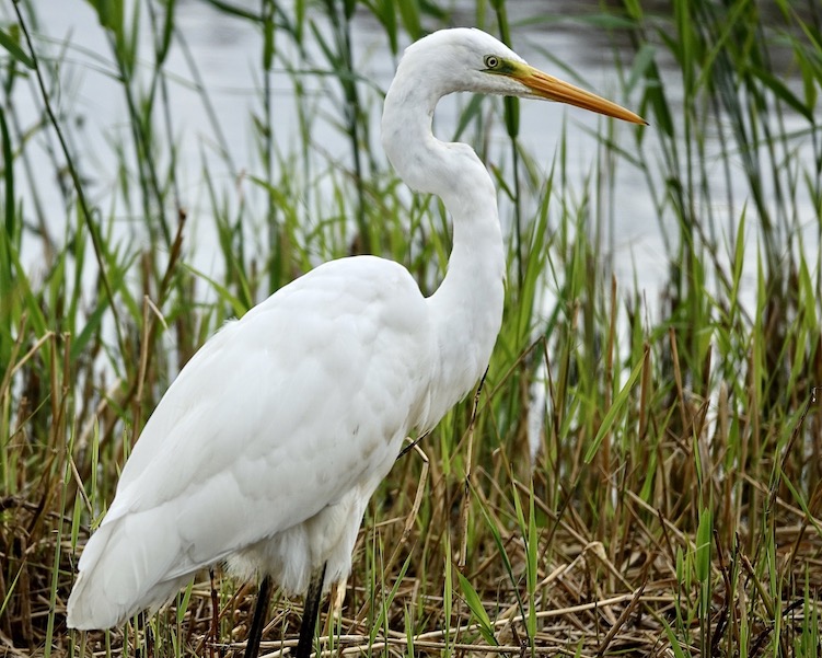 great white egret
